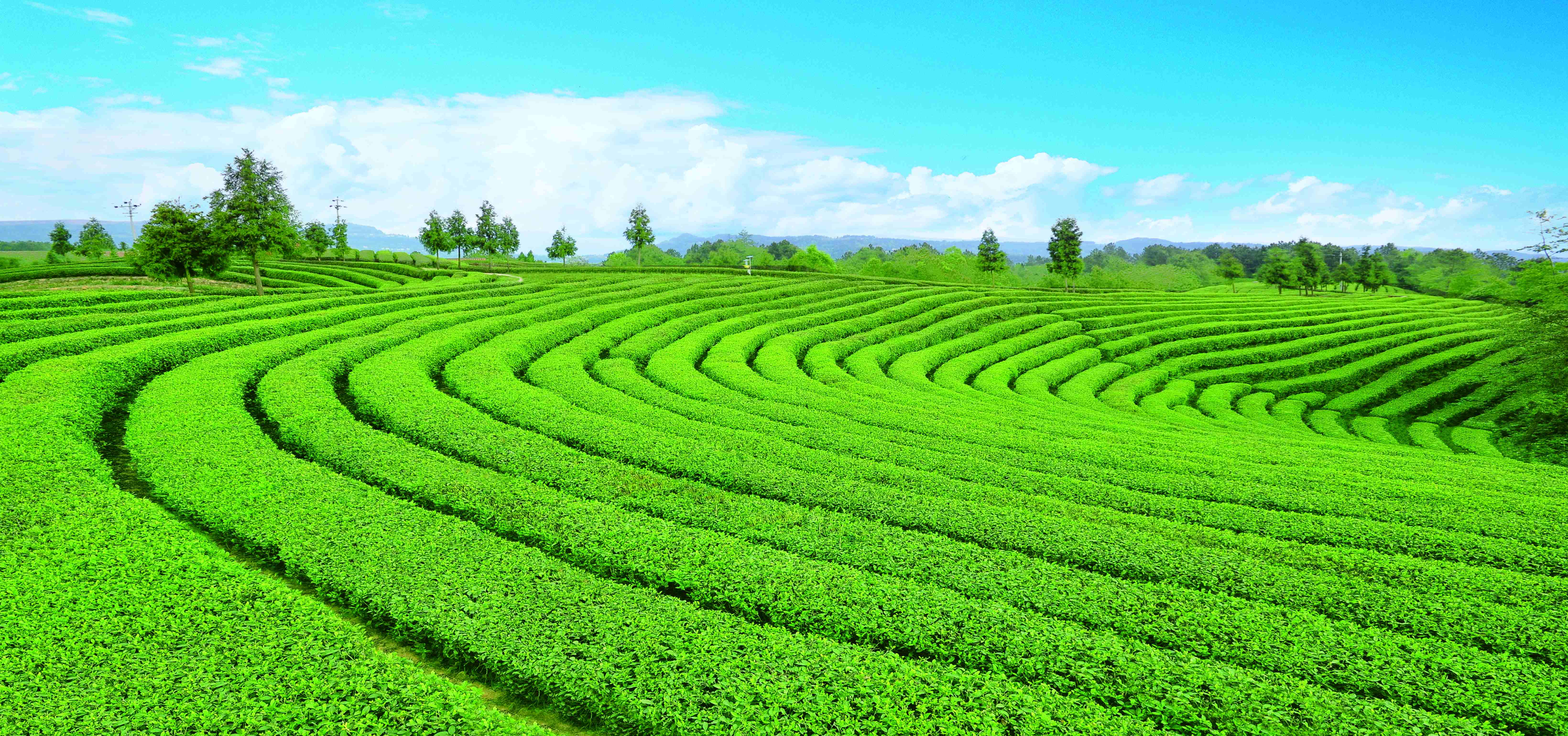 苍溪县城,苍溪,苍溪(第3页)_大山谷图库