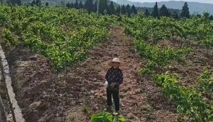 图为：承包经营后的黄金梨园1 (1)_副本.jpg