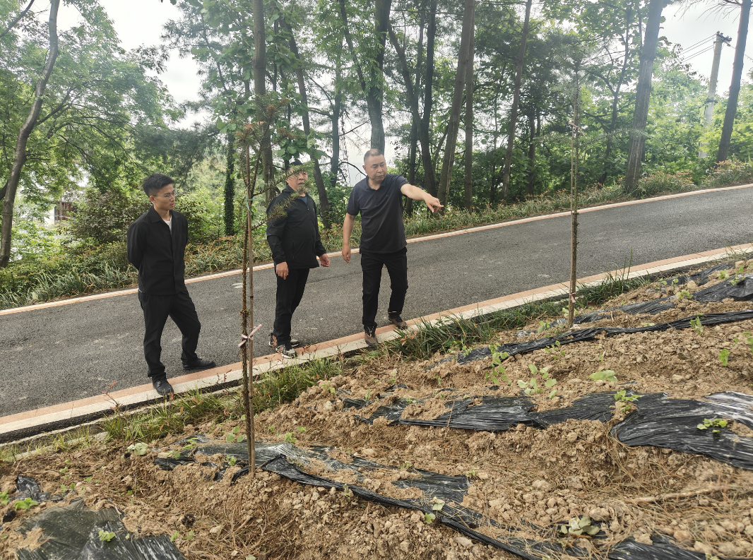 朝天区：监督护航产业路 干群连心日子甜