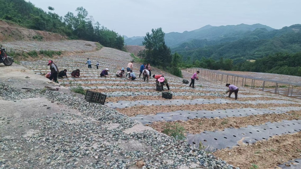 青川县：“蔬”写群众致富路